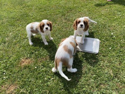 Wunderschöne reinrassige Cavalier-King-Charles Welpen