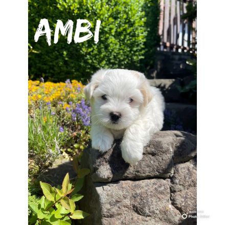 Coton de Tuléar Welpen mit Stammbaum