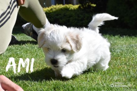 Coton de Tuléar Welpen mit Stammbaum