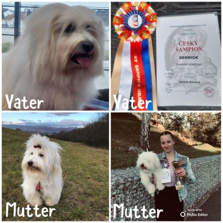 Coton de Tuléar Welpen mit Stammbaum