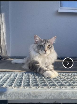 Maine Coon Kitten