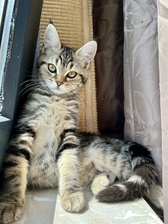 Maine Coon Kitten