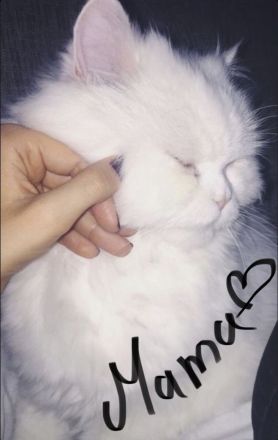 Bkh - Perser Mix ABGABEBEREIT