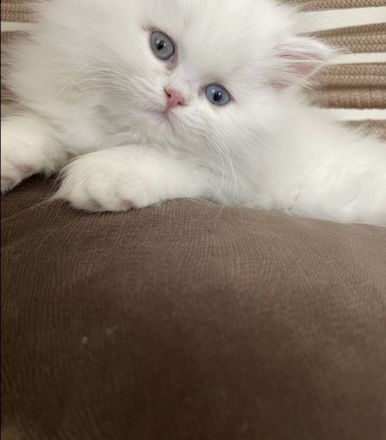 Bkh - Perser Mix ABGABEBEREIT