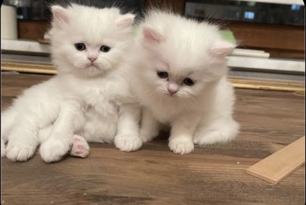 Bkh - Perser Mix ABGABEBEREIT