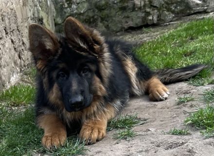 Deutscher Schäferhund Hündin Welpe
