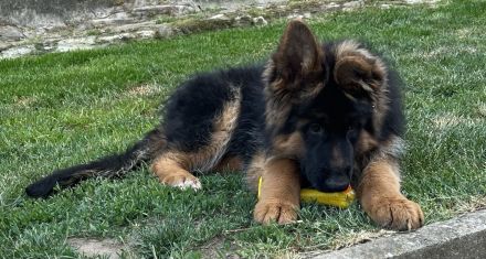 Deutscher Schäferhund Hündin Welpe