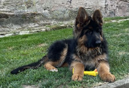 Deutscher Schäferhund Hündin Welpe