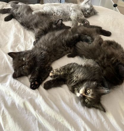 Zuckersüße MaineCoon/BLH Mix Kitten