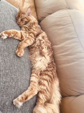 Zuckersüße MaineCoon/BLH Mix Kitten