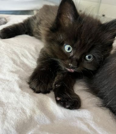 Zuckersüße MaineCoon/BLH Mix Kitten