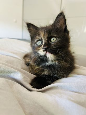 Zuckersüße MaineCoon/BLH Mix Kitten