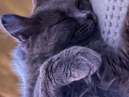 Zuckersüße MaineCoon/BLH Mix Kitten