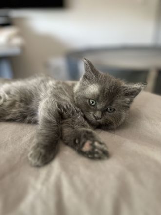 Zuckersüße MaineCoon/BLH Mix Kitten