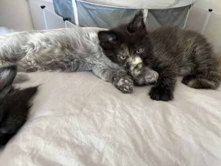 Zuckersüße MaineCoon/BLH Mix Kitten