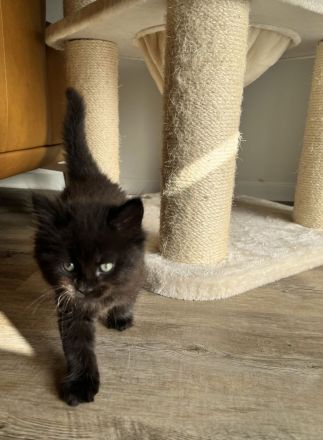 Zuckersüße MaineCoon/BLH Mix Kitten