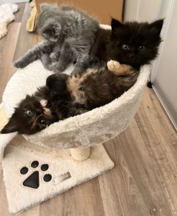 Zuckersüße MaineCoon/BLH Mix Kitten