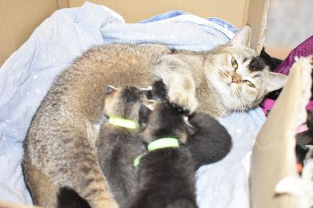 5 kitten Britisch Kurzhaar