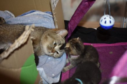 5 kitten Britisch Kurzhaar