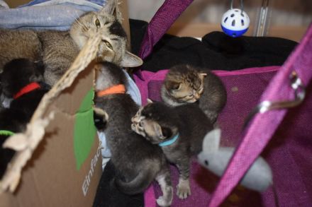 5 kitten Britisch Kurzhaar