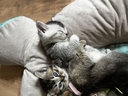 5 kitten Britisch Kurzhaar