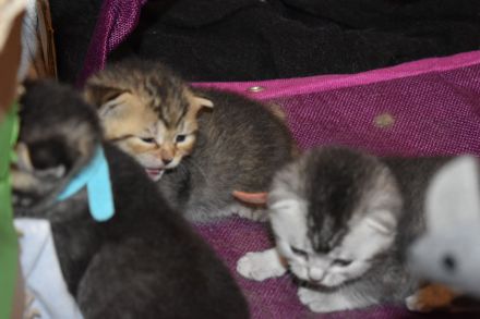 5 kitten Britisch Kurzhaar