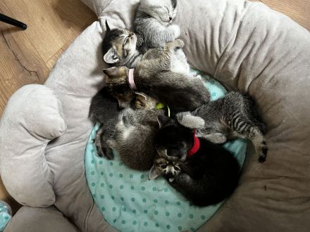 5 kitten Britisch Kurzhaar