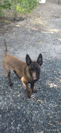 Belgischer Schäferhund