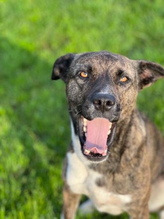 Mischlingshündin, Bibi, 2,5 Jahre alt sucht ihre Herzensmenschen