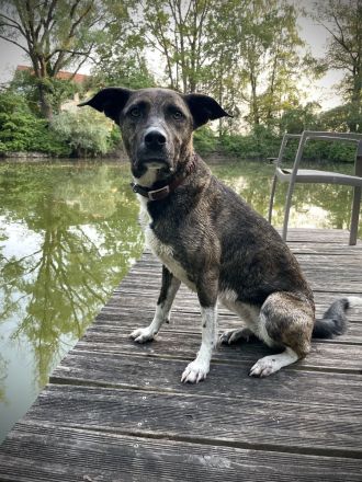 Mischlingshündin, Bibi, 2,5 Jahre alt sucht ihre Herzensmenschen
