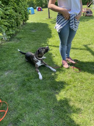 Mischlingshündin, Bibi, 2,5 Jahre alt sucht ihre Herzensmenschen