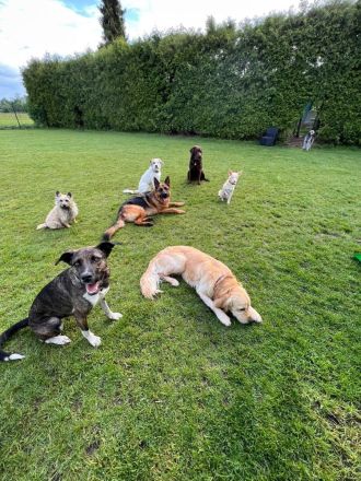 Mischlingshündin, Bibi, 2,5 Jahre alt sucht ihre Herzensmenschen