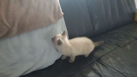 Siam Kitten
