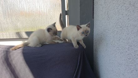 Siam Kitten