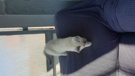 Siam Kitten