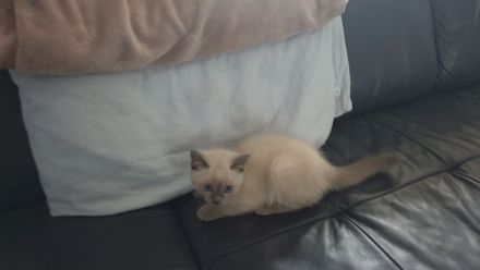 Siam Kitten
