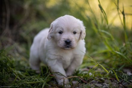 Bildschöne Golden Retriever Welpen