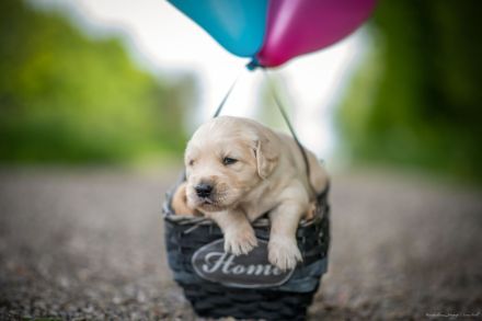 Bildschöne Golden Retriever Welpen
