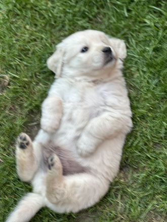 Bildschöne Golden Retriever Welpen