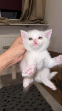 BKH Kitten mit blauen Augen Weiß Grau Beige