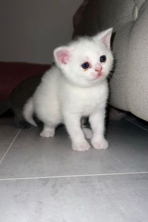 BKH Kitten mit blauen Augen Weiß Grau Beige