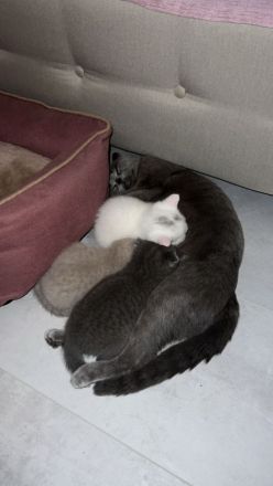 BKH Kitten mit blauen Augen Weiß Grau Beige