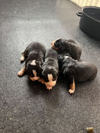 Entlebucher Sennenhund Welpen