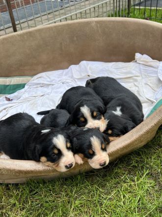 Entlebucher Sennenhund Welpen