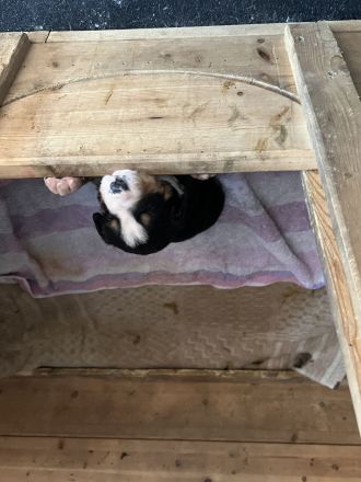 Entlebucher Sennenhund Welpen