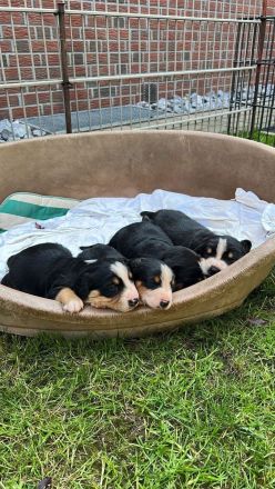 Entlebucher Sennenhund Welpen