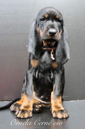 Black and Tan Coonhound-Welpen