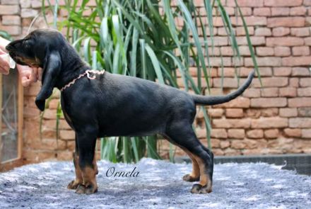 Black and Tan Coonhound-Welpen