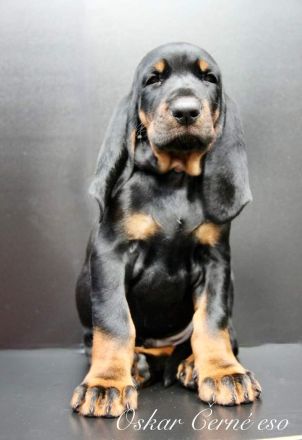 Black and Tan Coonhound-Welpen