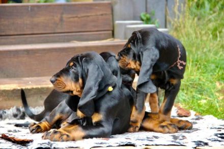 Black and Tan Coonhound-Welpen